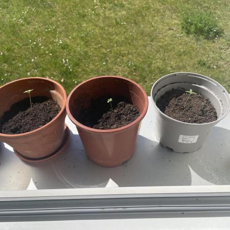 First grow, hope I am getting some gas