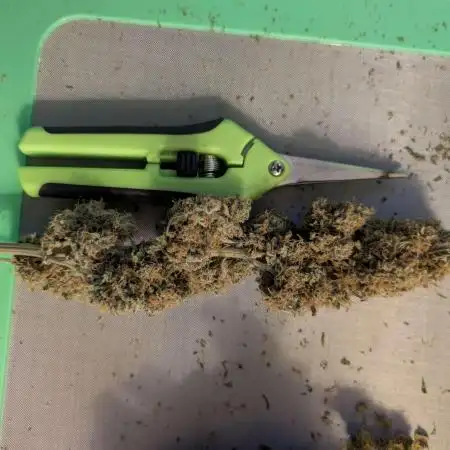 Mango Cream Auto and Strawberry Cola Auto by Exotic Seeds