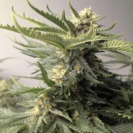 Mango Cream Auto and Strawberry Cola Auto by Exotic Seeds