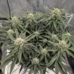 Mango Cream Auto and Strawberry Cola Auto by Exotic Seeds