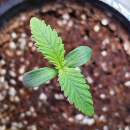 Tropicanna Punch #61 | Black Tuna Seeds