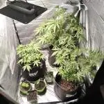 My babys