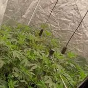 12 Clones White Russian
