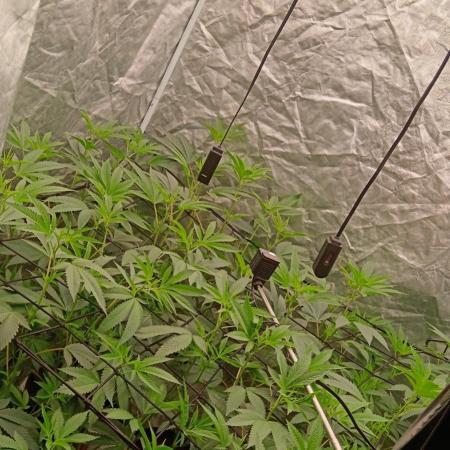 12 Clones White Russian