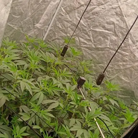 12 Clones White Russian