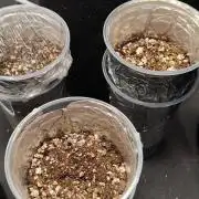 My first grow - Gorilla Cookie