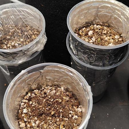 My first grow - Gorilla Cookie