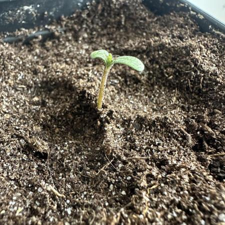 Seriotica Serious Seeds Erotica Grow