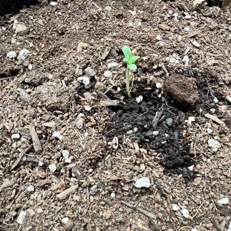 Orange Diesel by Meph