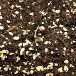 Blimburn Seeds Review Terrible Poor Quality