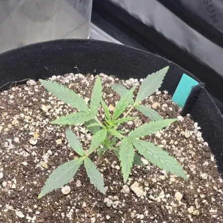 First Grow