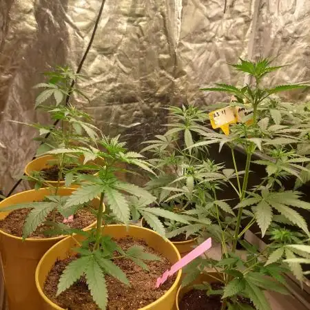420fustbads auto mix