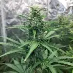 420fustbads auto mix