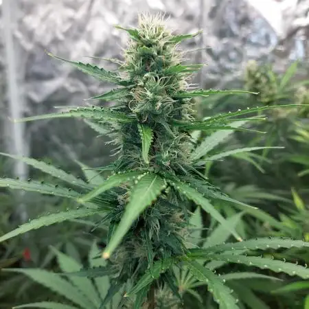 420fustbads auto mix