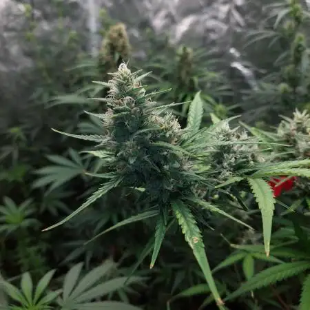 420fustbads auto mix