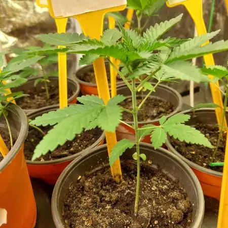 Kannabias run