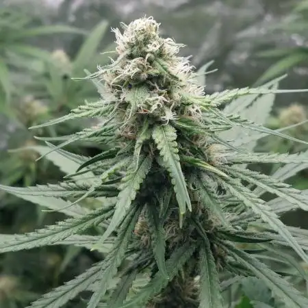 Kannabias run