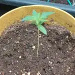 420fustbads auto mix
