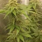 Kannabias run
