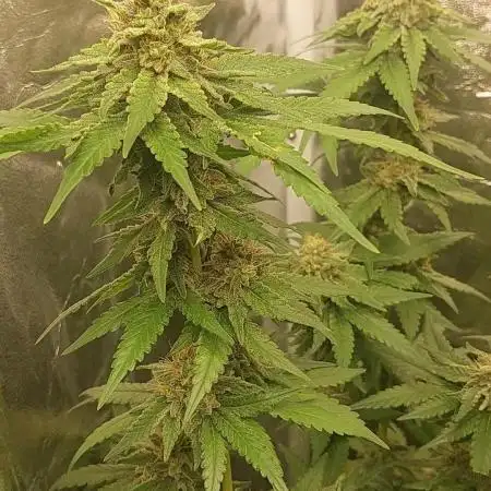Kannabias run