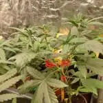 Kannabias run