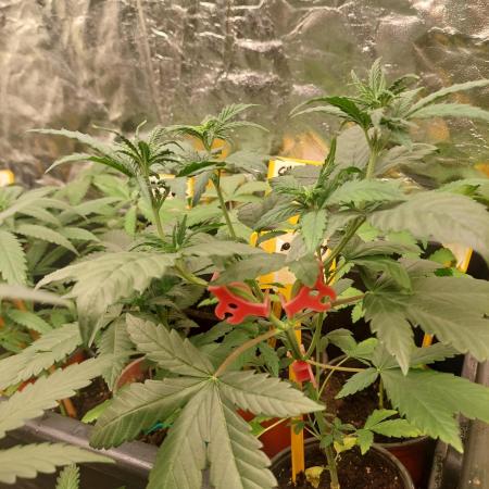 Kannabias run