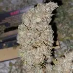 420fustbads auto mix