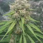 Kannabias run