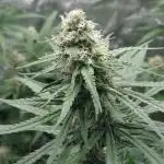Kannabias run