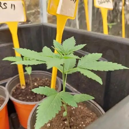 Kannabias run