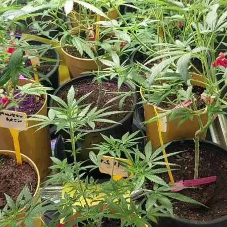 Kannabias run