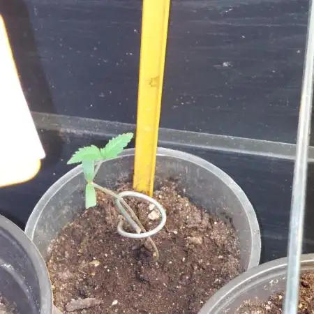 Kannabias run