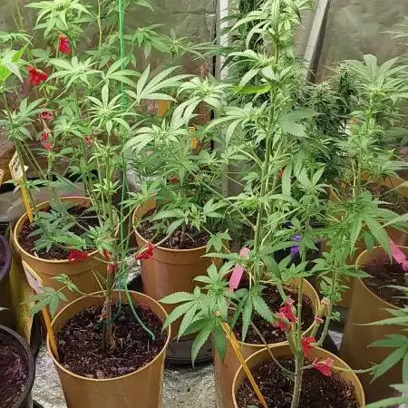 Kannabias run