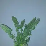 420fustbads auto mix