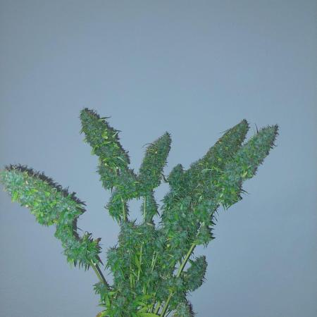 420fustbads auto mix