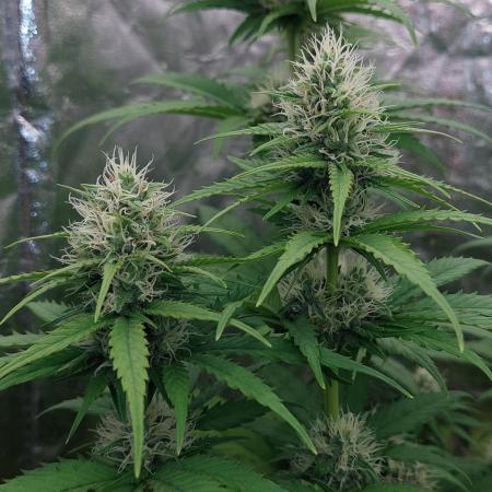 Kannabias run 2026