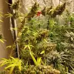 420fustbads auto mix