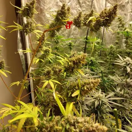 420fustbads auto mix