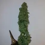 420fustbads auto mix