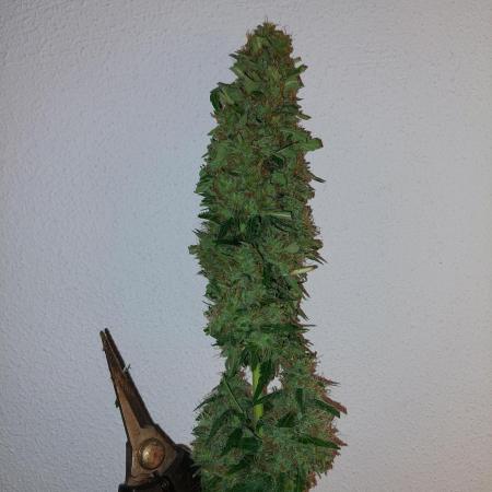 420fustbads auto mix