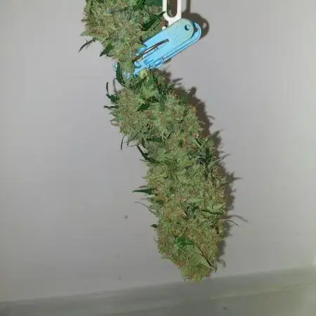 420fustbads auto mix