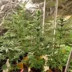 420fustbads auto mix