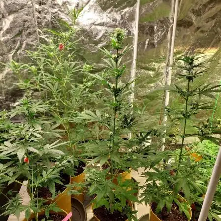 420fustbads auto mix
