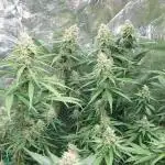 Kannabias run