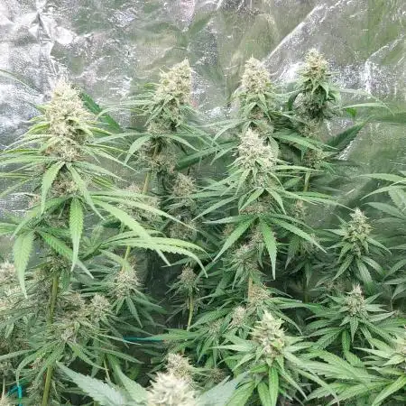 Kannabias run