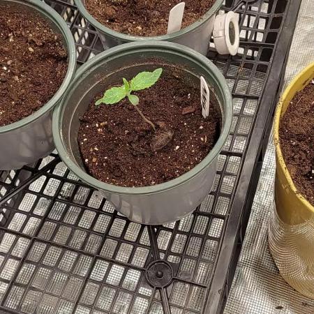 Barneys farms 2026 run