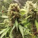420fustbads auto mix