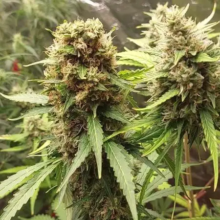 420fustbads auto mix