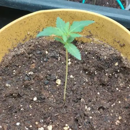 420fustbads auto mix