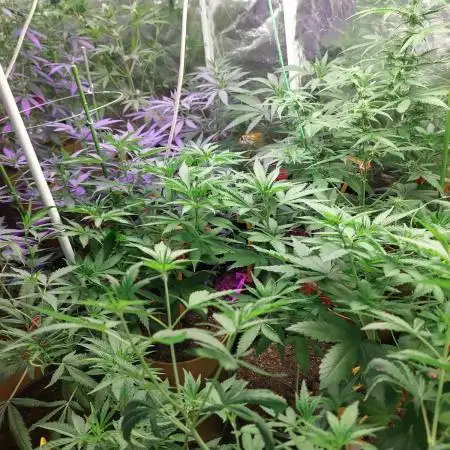 Kannabias run